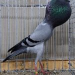 VS23 Tiere_22