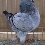 VS23 Tiere_24