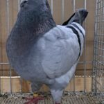 VS23 Tiere_25