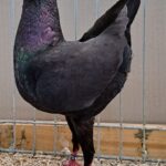 VS23 Tiere_30