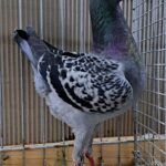 VS23 Tiere_31