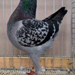 VS23 Tiere_32