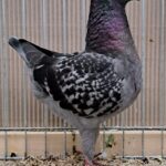 VS23 Tiere_33