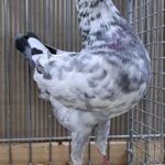 VS23 Tiere_34