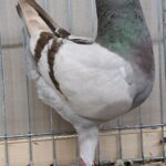 VS23 Tiere_35