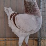 VS23 Tiere_37