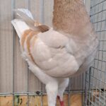 VS23 Tiere_38