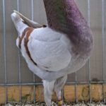 VS23 Tiere_39