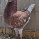 VS23 Tiere_40