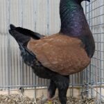 VS23 Tiere_43