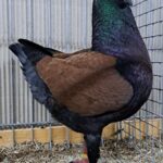 VS23 Tiere_44