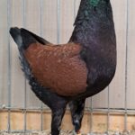 VS23 Tiere_45