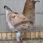 VS23 Tiere_46