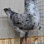 VS23 Tiere_47