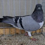 VS23 Tiere_49