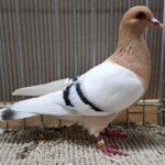 VS23 Tiere_51