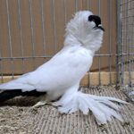 VS23 Tiere_52
