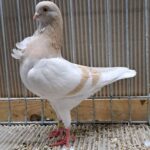 VS23 Tiere_55