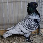 VS23 Tiere_56