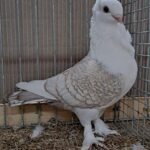 VS23 Tiere_57