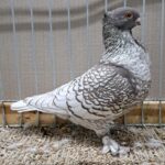 VS23 Tiere_58