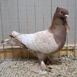 VS23 Tiere_59