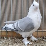 VS23 Tiere_60
