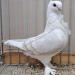 VS23 Tiere_61