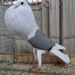 VS23 Tiere_62