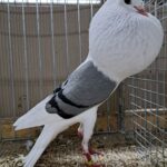 VS23 Tiere_63