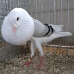 VS23 Tiere_64