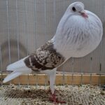 VS23 Tiere_67