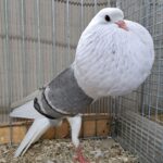 VS23 Tiere_68