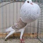 VS23 Tiere_69