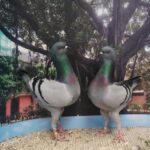 VS23 Tiere_7