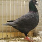 Tiere BezSchau 2016_13