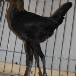 Tiere BezSchau 2016_2
