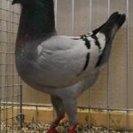 Tiere BezSchau 2016_7