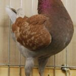 Tiere BezSchau 2016_8