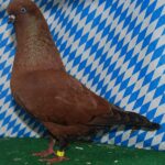 Unsere V-Tiere