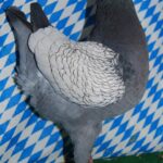 Unsere V-Tiere