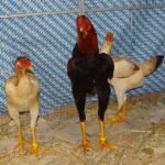 Unsere V-Tiere