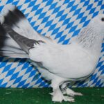Unsere V-Tiere