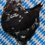 Unsere V-Tiere