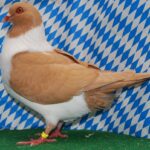 Unsere V-Tiere