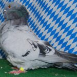Unsere V-Tiere