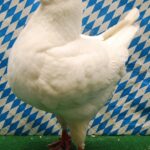Unsere V-Tiere