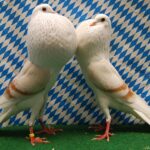 Unsere V-Tiere