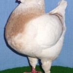 Unsere V-Tiere