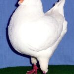 Unsere V-Tiere